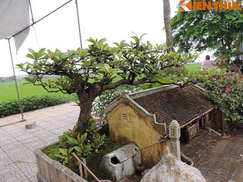 Tieu canh tu bonsai dep me hon cua nghe nhan Hai Phong-Hinh-7